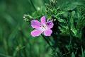 F17 geranium des bois 2436 de benedicte emelien 